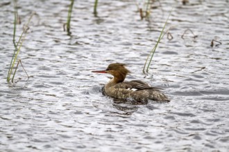 Red-breasted Merganser - female (Mergus serrator)