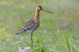 Black-tailed godwit on a fence post (Limosa limosa)