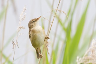 Reed Warbler (Acrocephalus scirpaceus)