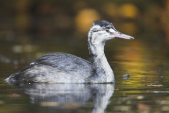 Great Crested Grebe (Podiceps cristatus)