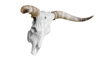 Bull skull with horns over the white background Dviete, Latvia, Europe
