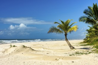 Sargi beach with its coconut trees on the sand on a sunny summer day in the city of Serra Grande on
