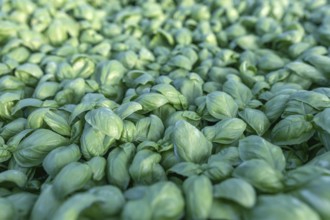 Fresh basil. Green basil. Green basil Food background. A lot of basil