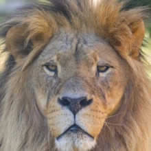 Close-up of Lion Head, Portrait of an Adult Lion