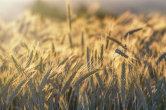 Wheat ears under the sunshine. Sun shining through ripe wheat
