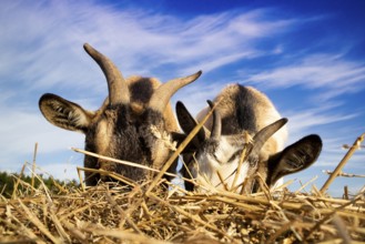 Photo shoot during the lunch break of two domestic goats