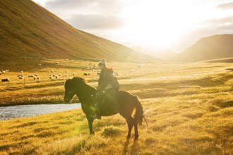 Regina Singelnstein on Icelandic horse, Skeida Op Gnüpverjahreppur, Landmanalaugar, Iceland, Europe