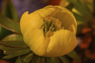Close-up of a winter aconite (Eranthis hyemalis) with yellow flower, detailed petals and green