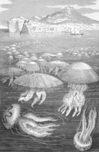 Medusa Jellyfish on engraving from 1890. Engraved by unknown artist and published in Meyers
