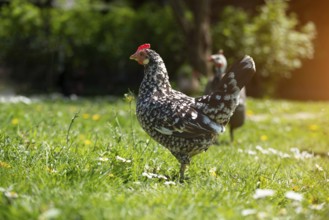 A hen grazing on green backyard grass