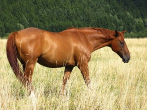 Bay horse