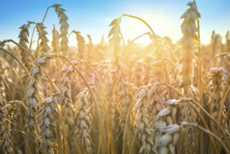 Ripe golden wheat close up under blue sky at sunset