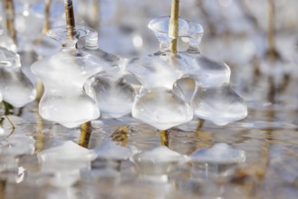 Lumps of ice wrap around branches in the water, detailed and shiny macro photograph, Sipplingen,