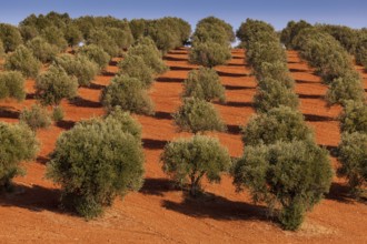Olive trees near to Elvas, Alentejo, Portugal, Europe