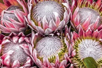King Protea, Protea cynaroides, South Africa, Africa