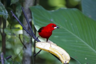 Brazilian tanager sitting on a banana against green leaf background, Folha Seca, Brazil, South
