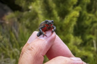 Close-up of a tiny, beautiful Maldonada redbelly toad, facing camera on fingers of a man, Itatiaia,