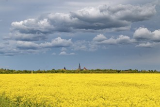 Greifswald in the rape blossom