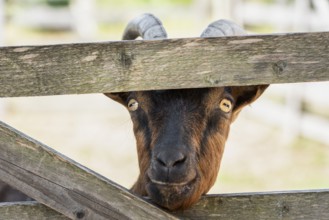 Domestic brown goat sticks its nose through a wooden fence and looks curious at the camera