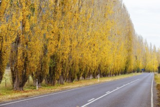 The iconic Gould Memorial Drive in autumn colours on the Buxton-Marysville Rd near the country town
