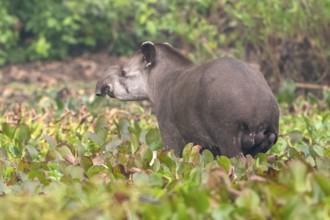 Lowland tapir (Tapirus terrestris), in water hyacinths (Pontederia subg. Eichhornia), Pantanal,
