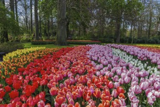 Flowerbed with tulips in Keukenhof garden, Netherlands