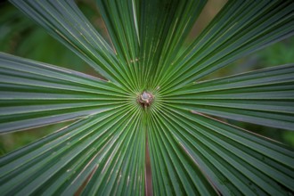 Vivid green palm tree leaves spreading out. Latin name: Cryosophila warscewiczii