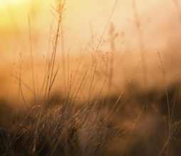 Retro Vintage Background Texture Of Shallow Focus Meadow Grass At Sunset