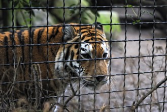 An Amur tiger in a zoo