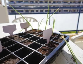 Seedling with first sprouts in black plastic background