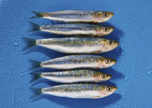 Sardine fishes in a row on a blue wet background