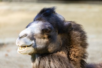 Lateral profile view of a dromedary in the sunshine, Straubing Zoo, . Lower Bavaria