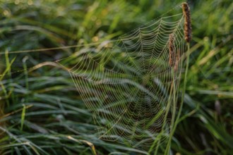 A spider's web covered with dew in the morning grass, Danube, Bogen, Lower Bavaria