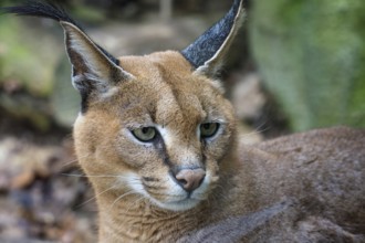 Detail of caracal head with attentive look. Beautiful caracal cat against a blurred natural