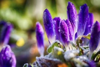 Spring awakens in the garden