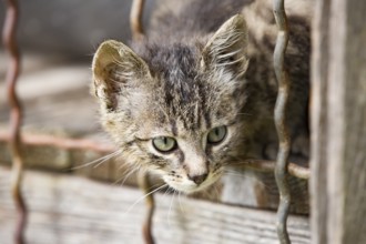 Liebenswertes Kätzchen im Freien in seinem natürlichen Lebensraum