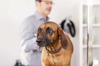 An image of a Bavarian Welding Dog Grooming