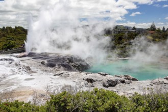 An image of a Geyser in New Zealand Rotorua