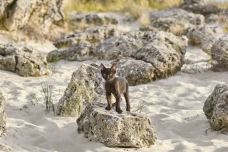 Little Black Kitten on the Stone in Desert Varna, Bulgaria, Europe