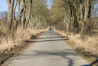 Bikeway with oaks near State domain Beberbeck, Hofgeismar, Kassel district, Hesse, Germany, Europe