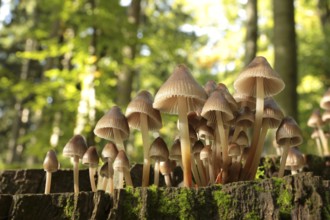 Family of mushrooms on a tree trunk, October, Poland, Europe