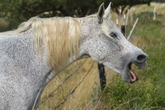 Arabian horse yawning, Weserbergland, Hesse, Germany, Europe