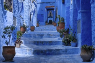 Chefchaouen, Morocco, 2 March, 2024: stairs with potted plants lead up to a house door in the blue