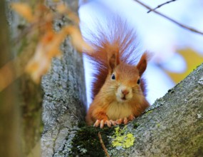 A red squirrel on a tree, Mauritius, Africa