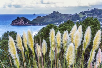 New Zealand, North Island. Beautiful reeds along the ocean shore. The Pacific Ocean tide at sunset.