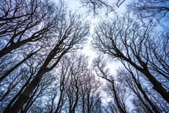 Treetops