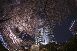 Mohri Garden of going to see cherry blossoms at night and Roppongi Hills. Shooting Location: Tokyo