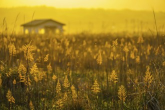 Japanese pampas grass fields and the sun and the house. Shooting Location: Miyagi Prefecture