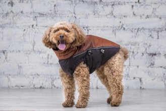 Small funny dog of brown colour with curly hair of toy poodle breed posing in clothes for dogs.
