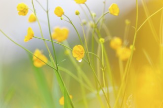 Flower meadow, buttercup (Ranunculus acris), St. Peter Freienstein, Styria, Austria, Europe